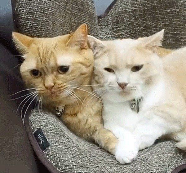 寄り添うマンチカン