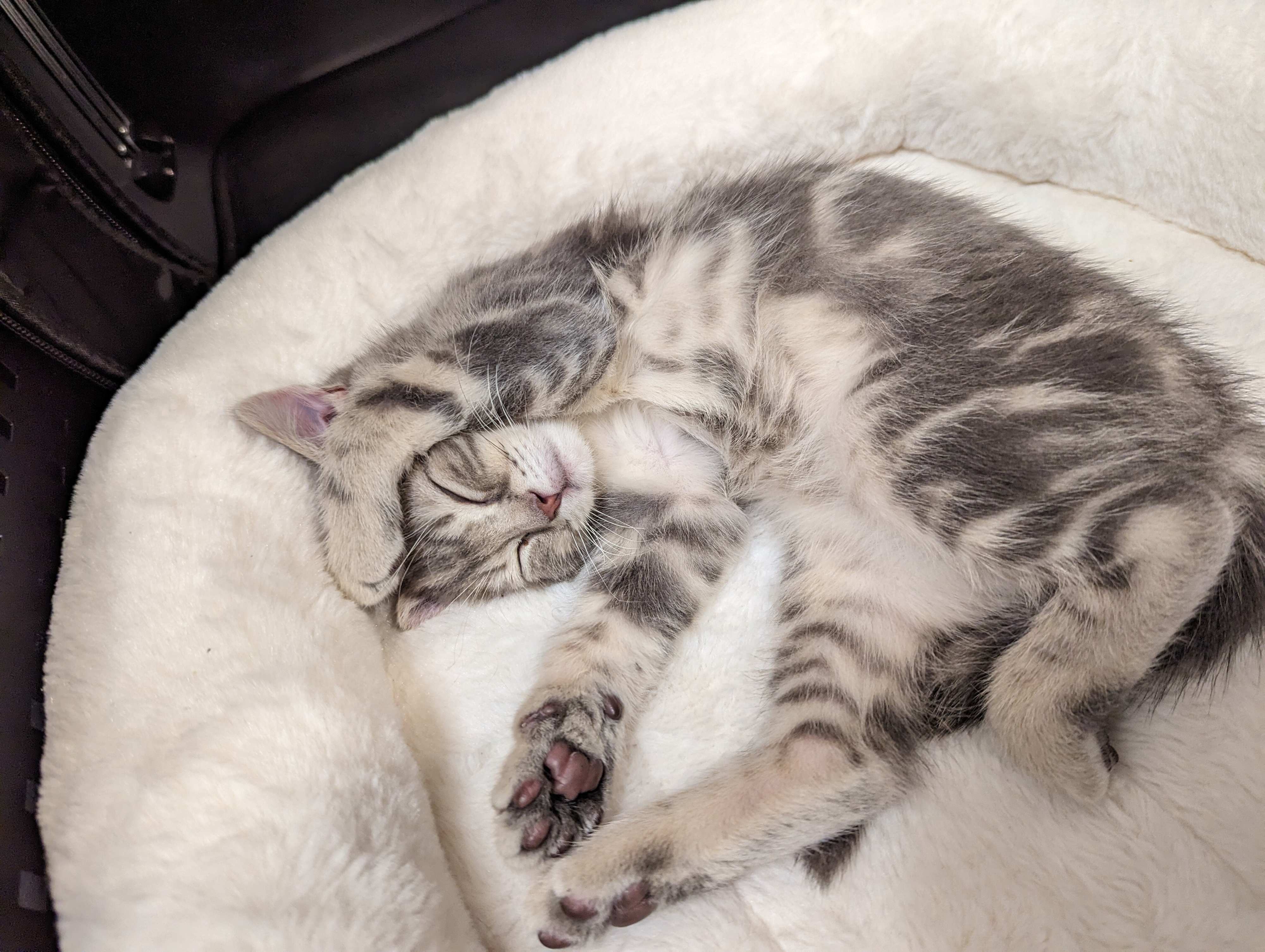 生後3カ月のスコティッシュフォールド