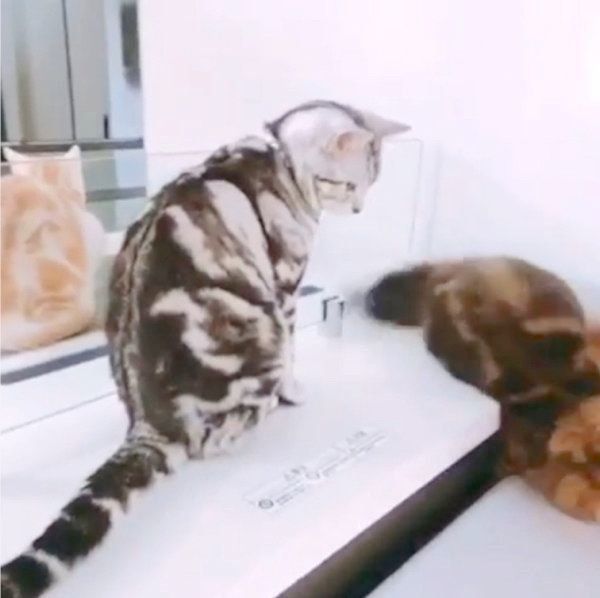 順番待ちをするアメリカンショートヘアとミヌエット