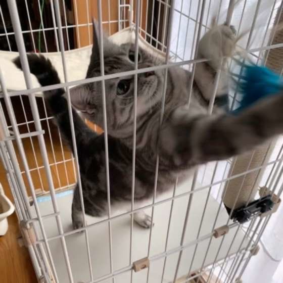 ケージの中で遊ぶアメリカンショートヘア