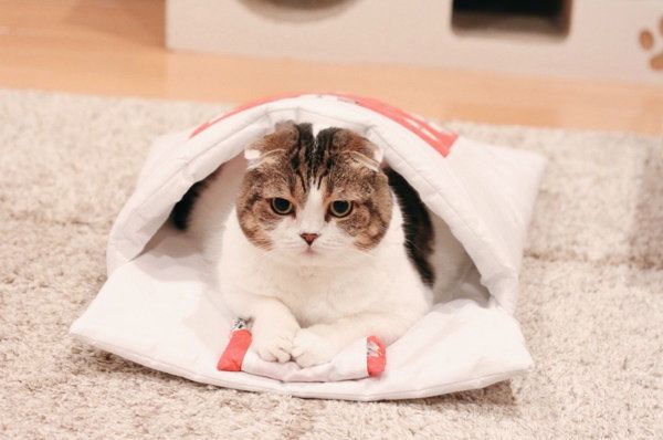 スコティッシュフォールドのどんぐりちゃん