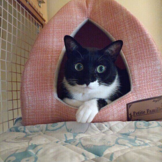  MIX黒×白のバナちゃん