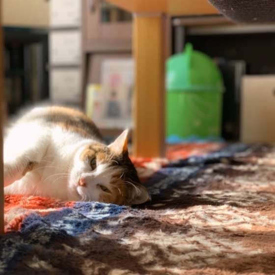 はなちゃん  MIX　ミケ