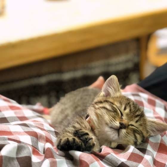 気持ちよさそうなミミちゃん