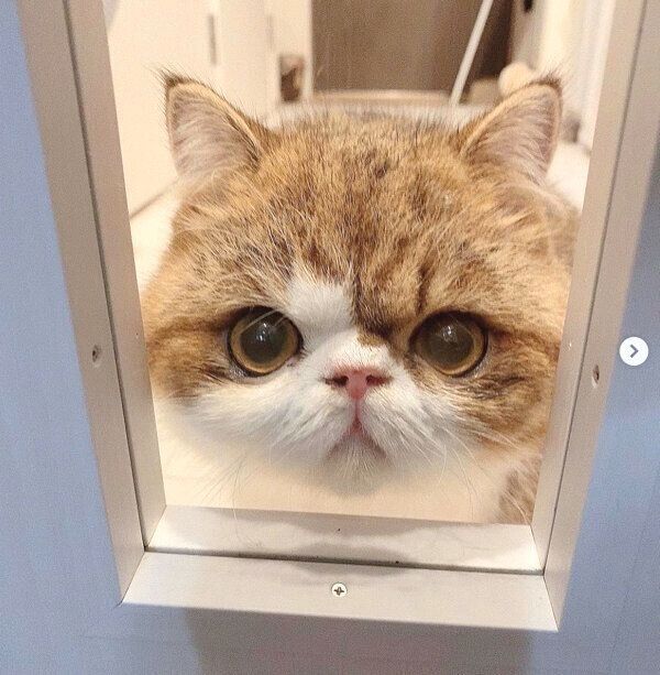 見つめるよもぎくん