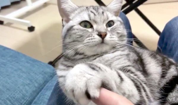 飼い主さんと握手するアビーちゃん