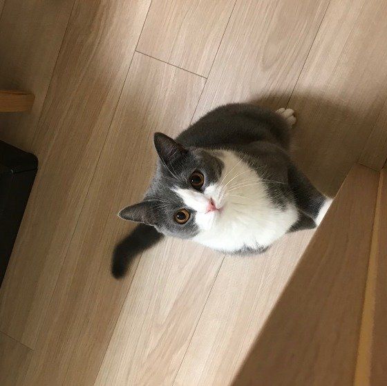 見上げるブリティッシュショートヘア