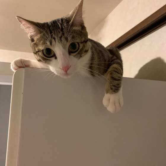 やんちゃなコタローくん