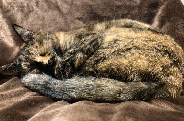 膝の上でくつろくサビーちゃん