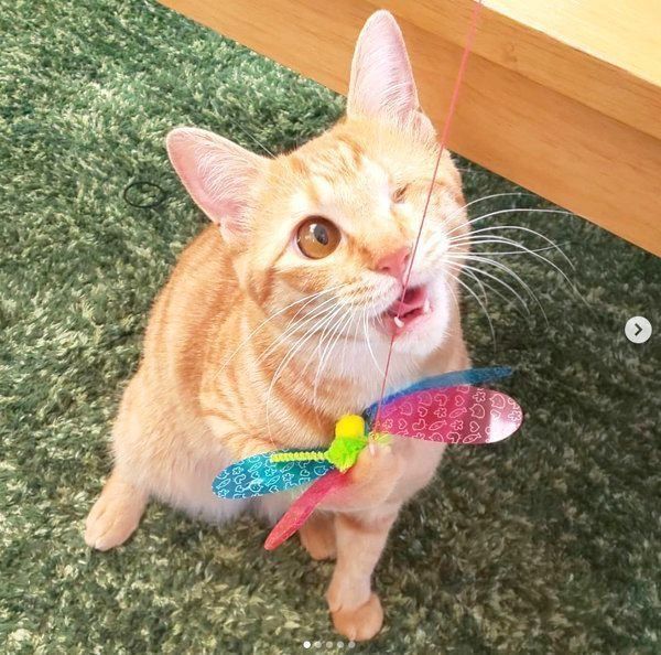 元保護猫・みちるちゃん