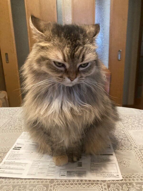 ぷいっとするチャチャちゃん