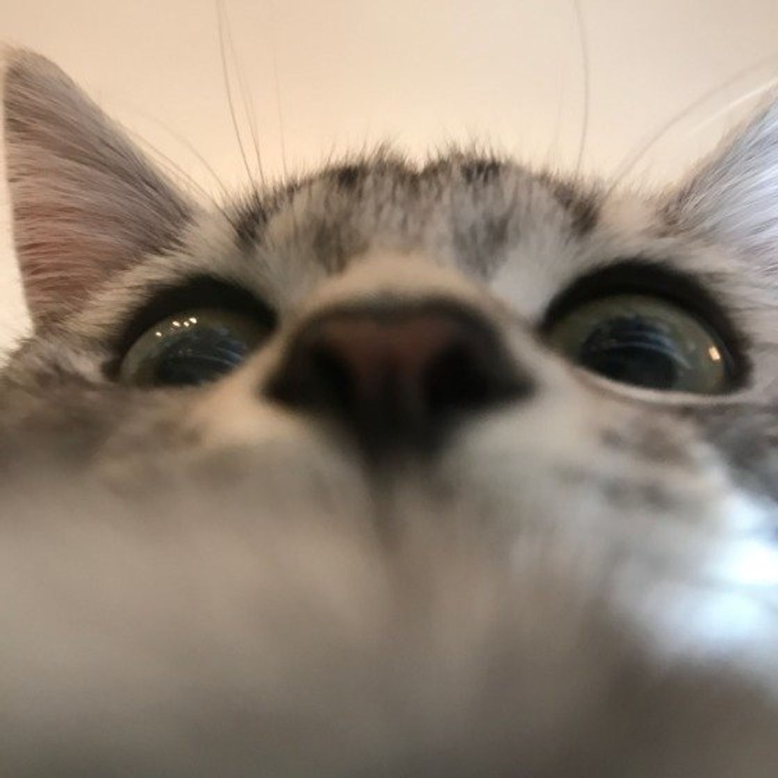 突然猫がご飯を食べなくなった 食欲不振の理由と対処法 ねこのきもちweb Magazine 突然猫がご飯を食べなくなった 食欲不振の理由と対処法 ねこのきもちweb Magazine