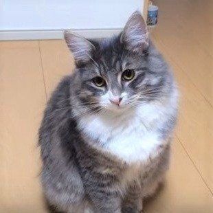 ノルウェージャンフォレストキャット　蒼