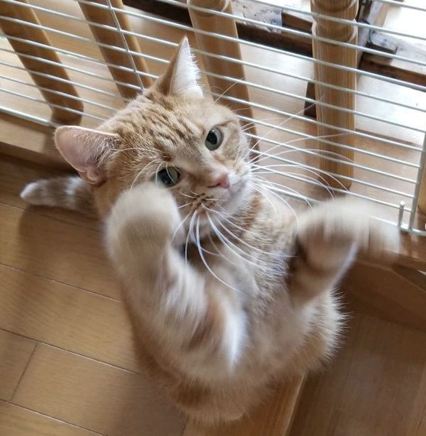 猫パンチするアメリカンショートヘア