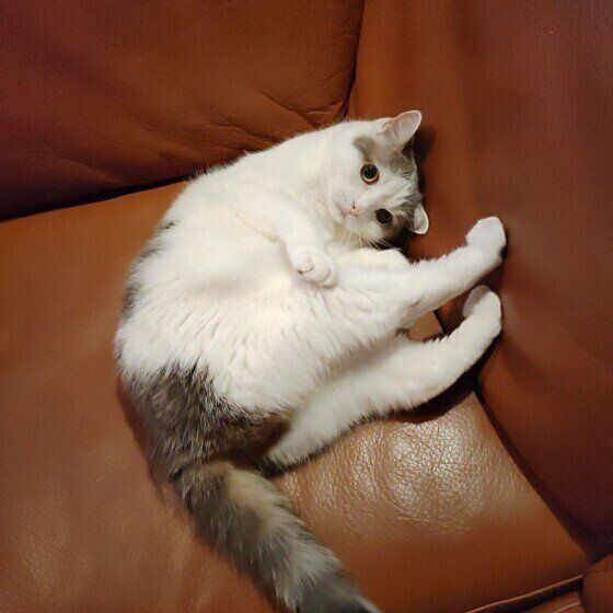 スコティッシュフォールドのタルくん