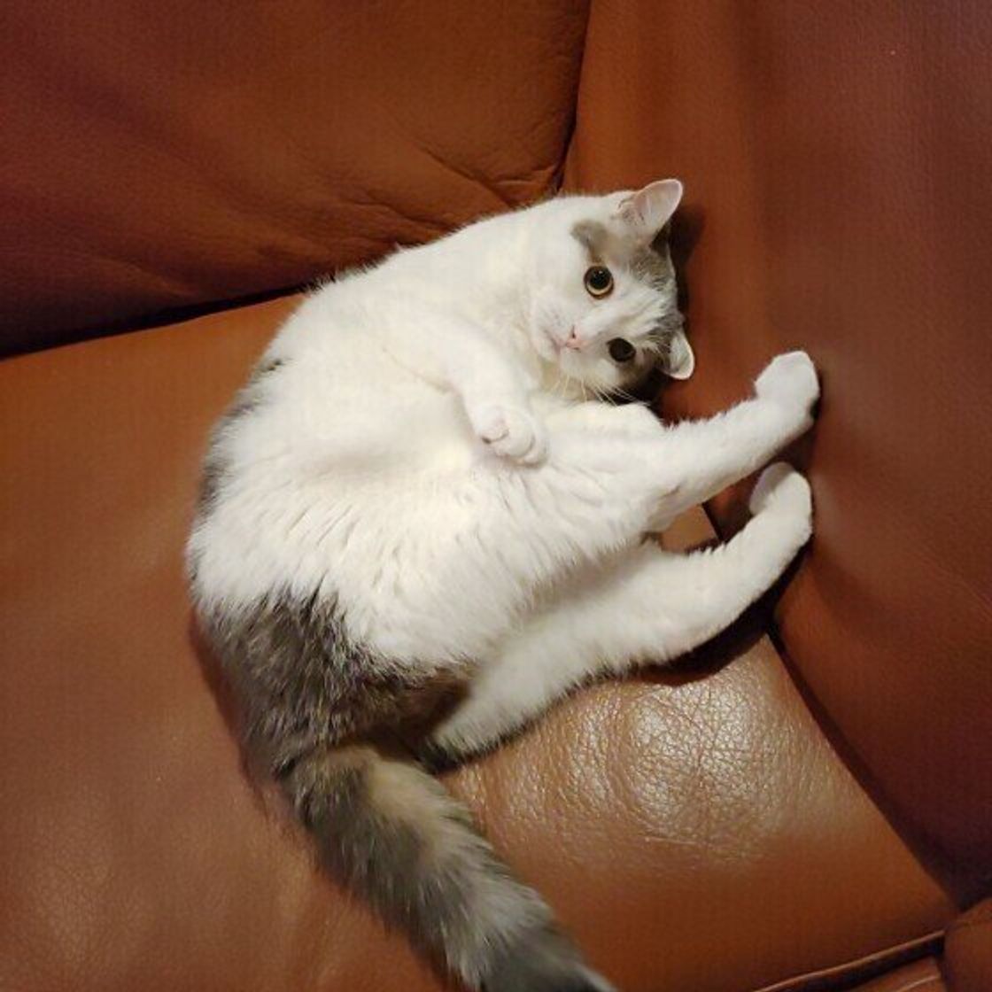 飼い始めの猫が鳴きやまない理由と飼い主さんにできる対処法 ねこのきもちweb Magazine 飼い始めの猫が鳴きやまない理由と飼い主さんにできる対処法 ねこのきもちweb Magazine