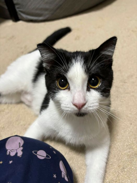 生後4カ月くらいで立ち耳になったというびびちゃん、生後9カ月の頃にまた折れ耳に戻り獣医師には驚かれたのだとか