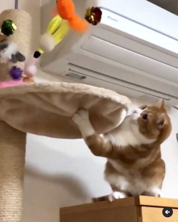 ハンモックを叩いておもちゃを出すもんちゃん