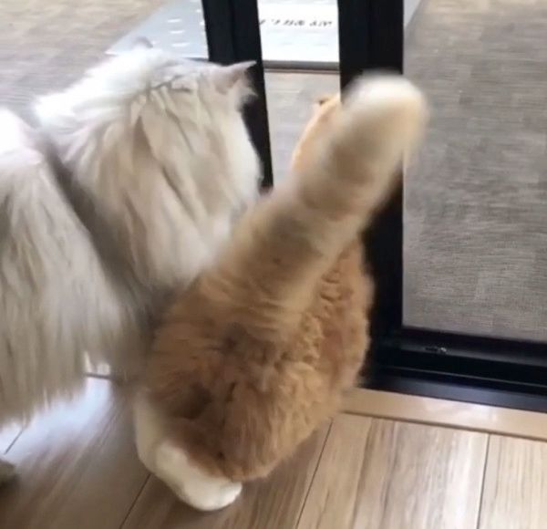 ドアにお尻が引っかかっちゃう猫