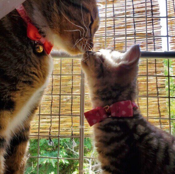 キジトラMIXのラムちゃん