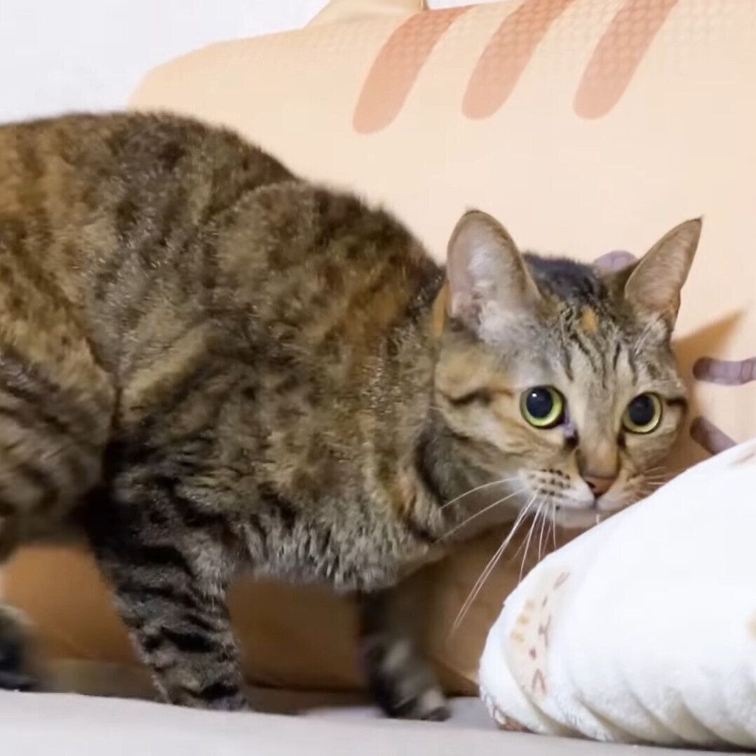 夢中になっているリムちゃん