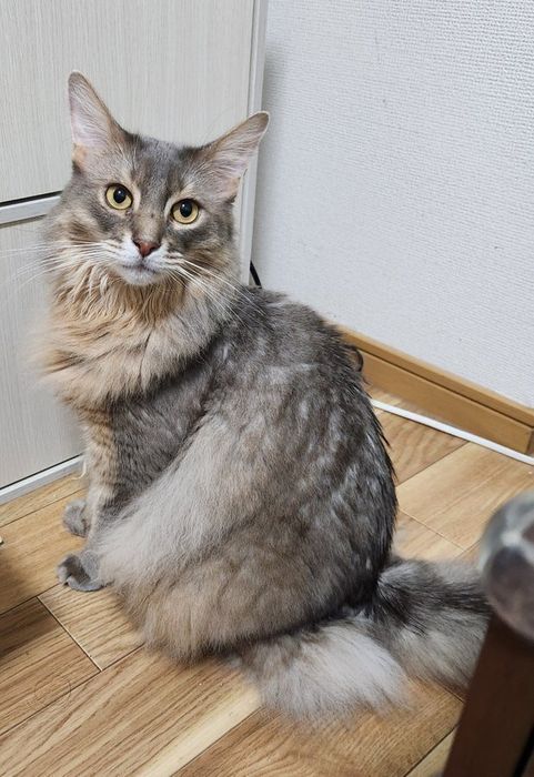 飼い主を見つめるソマリ
