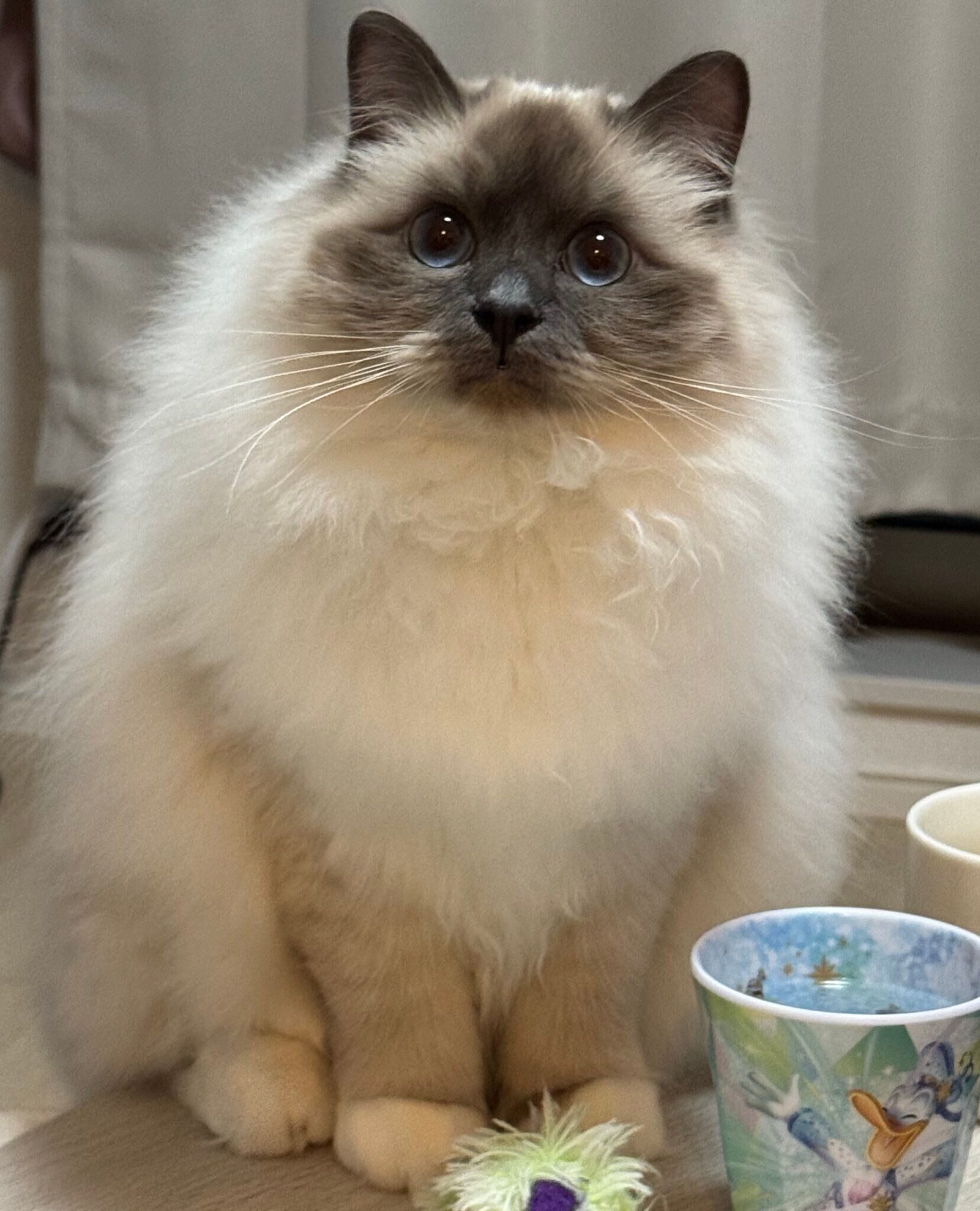 見つめるみんちゃん