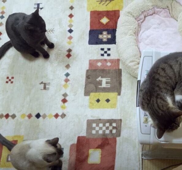 ストーブの上に乗りたい猫たち