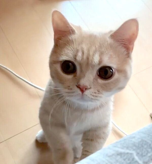 たっちするむぎくん