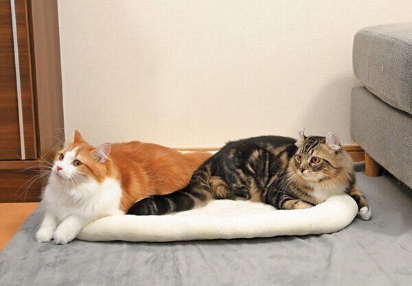 フラットベッドでくつろぐ猫たち