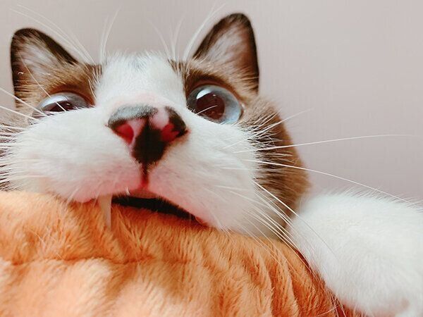 かじるぽんちゃん