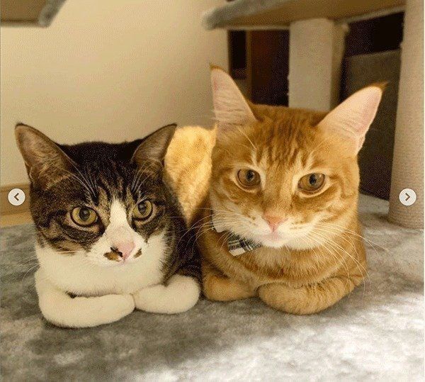 香箱座りがシンクロする猫