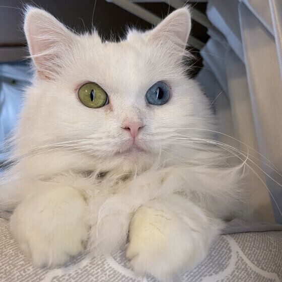 スコティッシュフォールドのまるちゃん