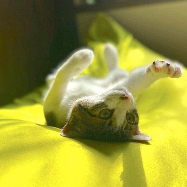 寝転がるおとーふちゃん