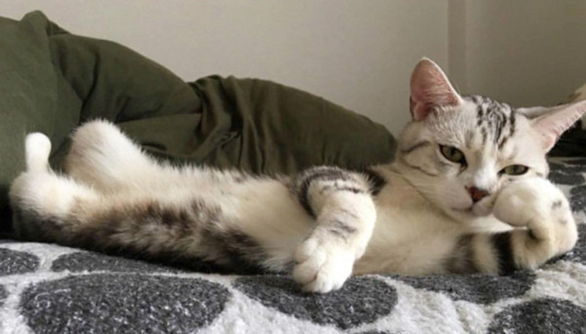 休日の猫の過ごし方が まるでおじさん 肘付きポーズが激カワすぎる ねこのきもちweb Magazine 休日の猫の過ごし方が まるでおじさん 肘付きポーズが激カワすぎる ねこのきもちweb Magazine