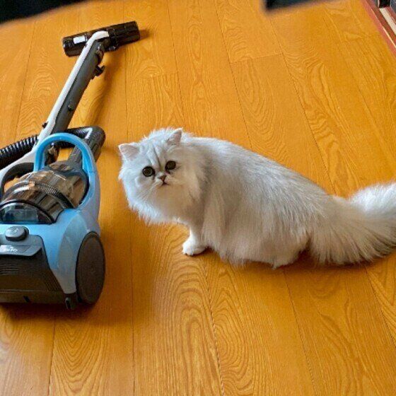 掃除機を警戒するペルシャ