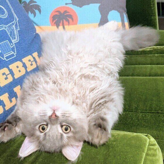 サイベリアンのレックスくん♪