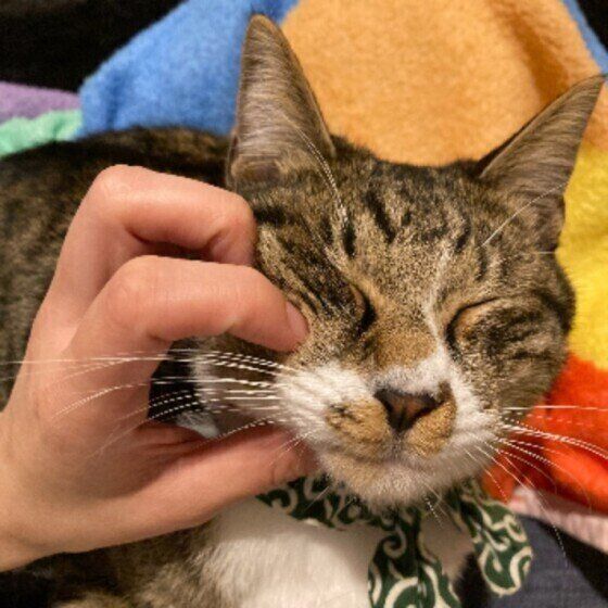 キジトラ猫の十ちゃん