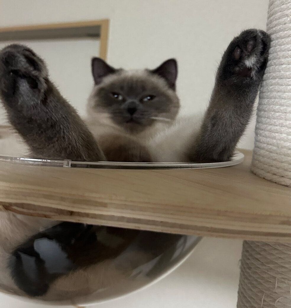 くつろぐこまちちゃん