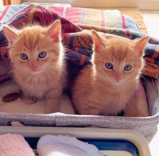 見つめる子猫たち