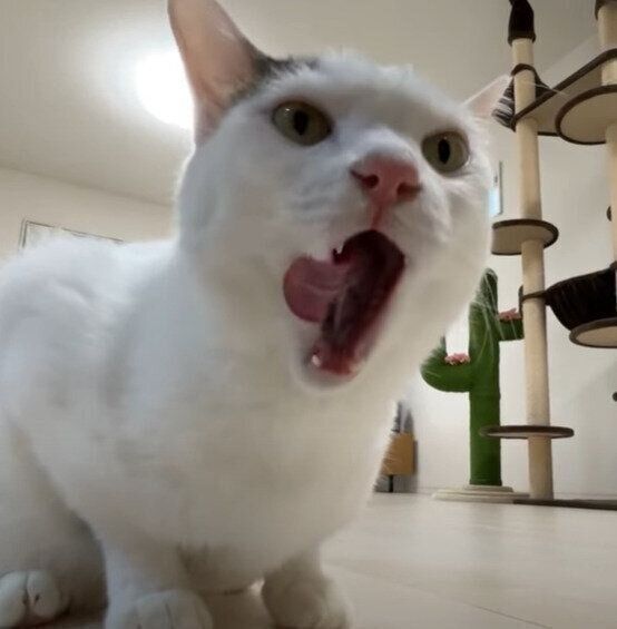 癖になるニオイを発見したチロちゃん