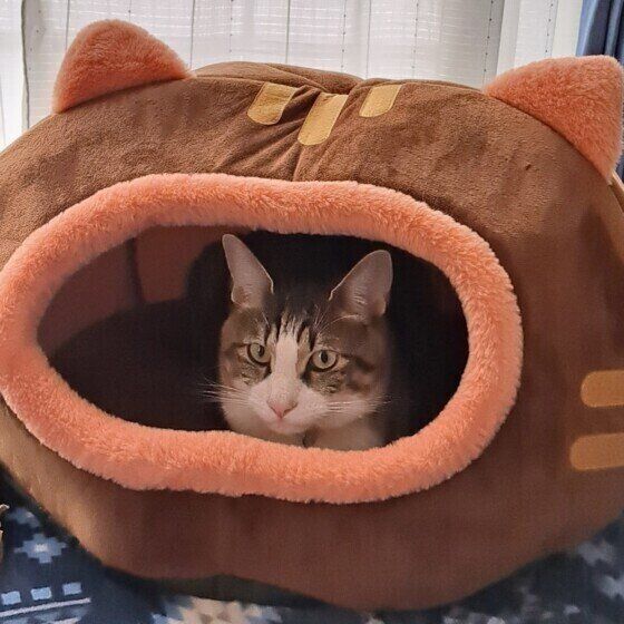 MIXキジトラのムクくん