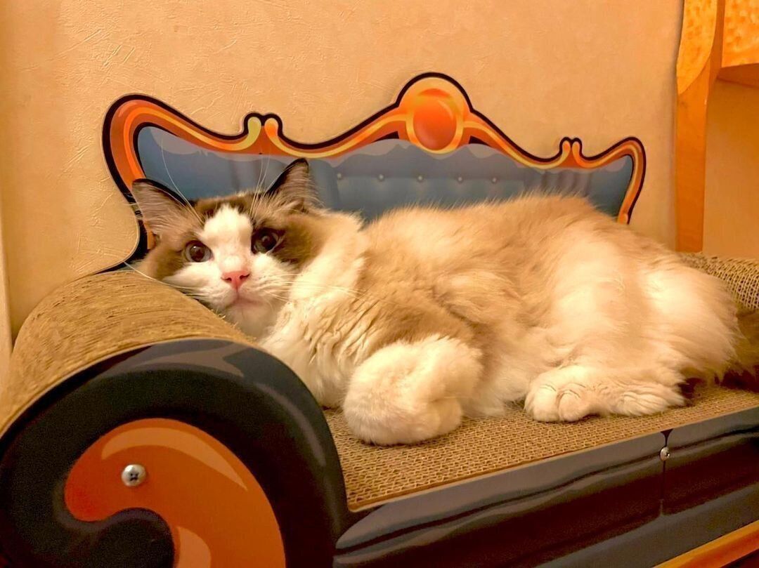 ラグドールのそらちゃん