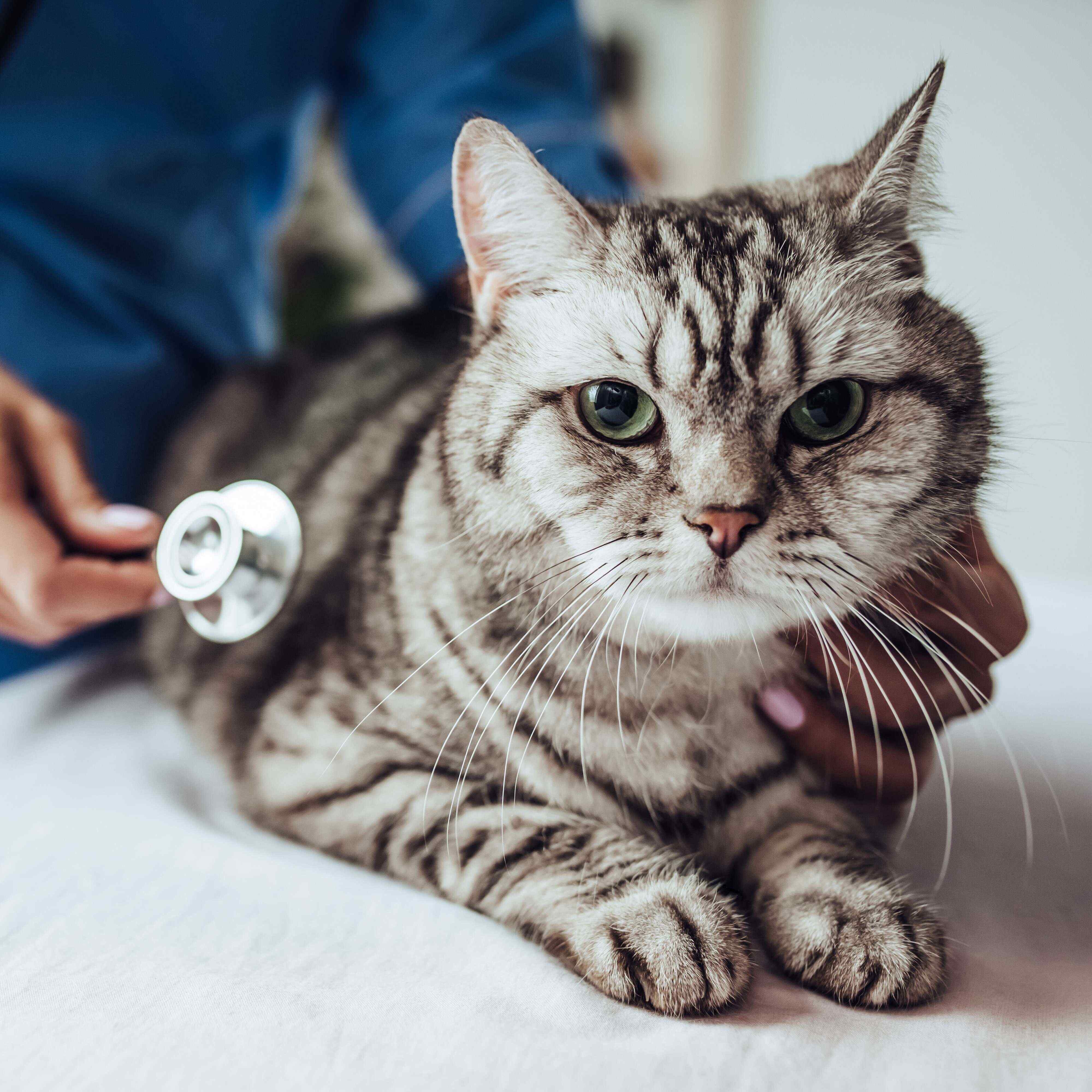 画像／iStock、Getty Images Plus