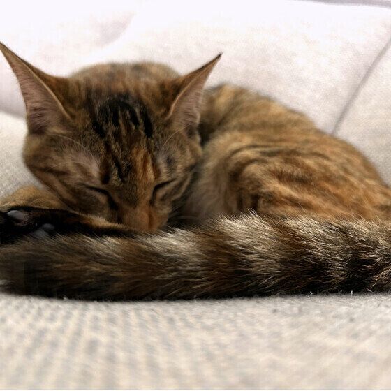 キジトラのもなかちゃん