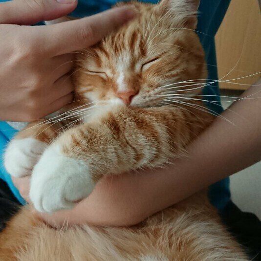 撫でられている猫