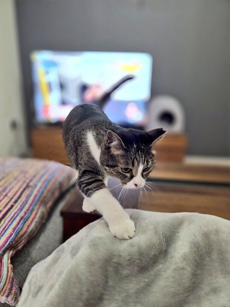 飼い主さんの膝に添えられた前足がかわいい