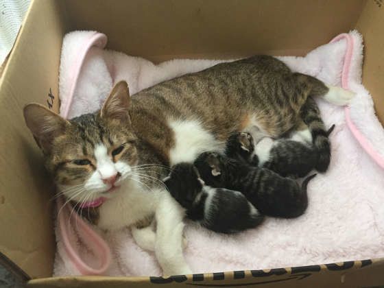 子猫にお乳をあげるこむぎちゃん