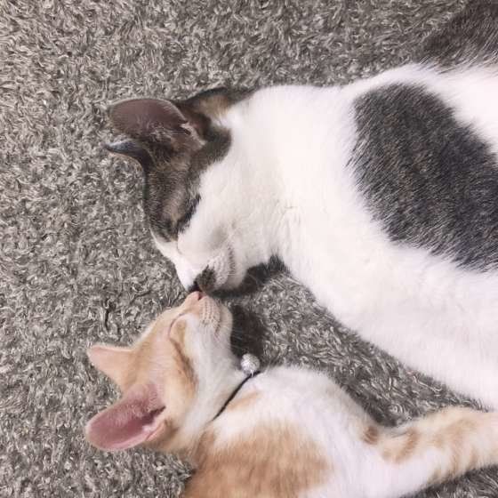 サバトラのこはだちゃん