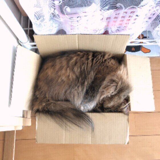 マンチカン・ロングヘアのるあちゃん